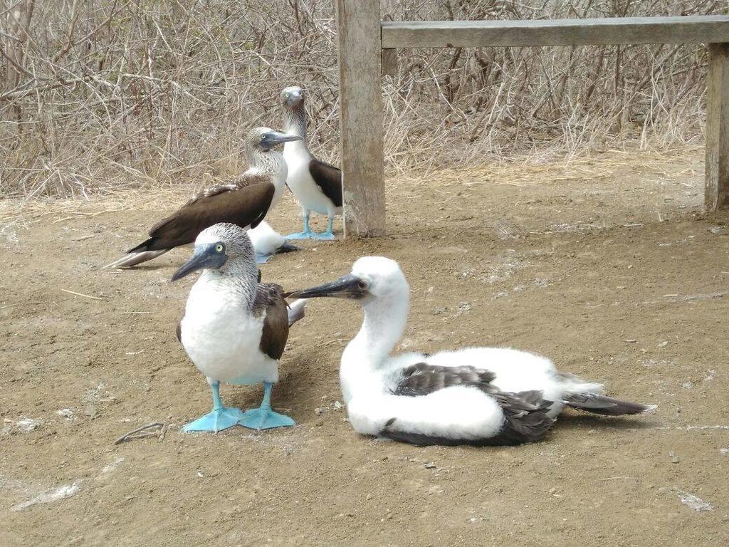 Hospedaje Algarrobo มิาชาลิญา ภายนอก รูปภาพ